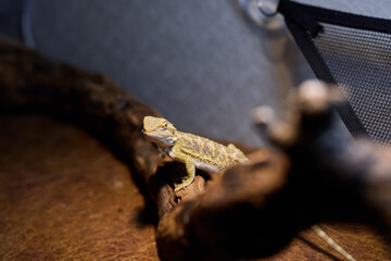 A Bearded Dragon is basking on a log in a vibrant terrarium environment full of life