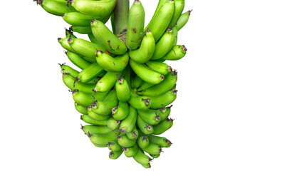 A bunch of green bananas isolated with transparent background.