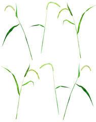 猫じゃらしのイラスト素材　ベクター