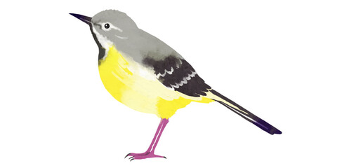 キセキレイのイラスト素材　ベクター