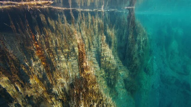 Underwater view of the calcified plants of unusual shapes and colors in a calcium and sulfate rich blue lake with tiny bubbles ascending through the water
