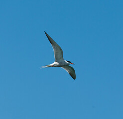 Common Tern (Sterna hirundo) Flying Against Blue Sky