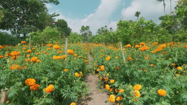 Field of growing bright orange blooming flowers. Tagetes erecta or marigold plantation.