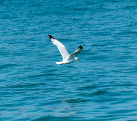 Ring-billed Gull (Larus delawarensis) Flying Over Lake Michigan
