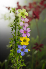 Rainbow Colored Flowers On A Green Stem With Blurred Background