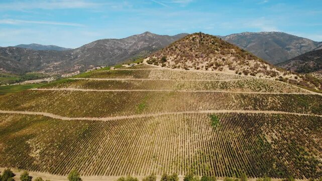 Aerial view of terraced vineyards growing on mountain slopes