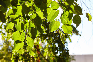 Obraz premium Green leaves of trees in the park at summer