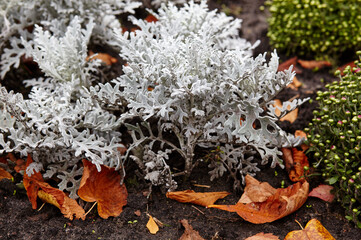 Beautiful Silver dust Cineraria maritima in city park, autumn time. Natural background of cineraria plant, selective focus