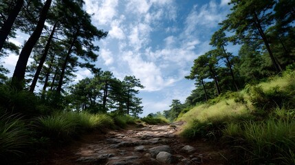Fototapeta premium A natural stone path winds through a green pine forest under a bright blue sky with clouds inviting outdoor adventure
