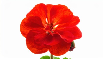 Geranium visually striking high-quality image with artistic flair.