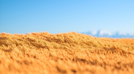 Golden Wheat Field Under a Clear Blue Sky on a Sunny Day.