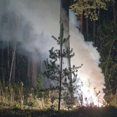 A small pine tree stands amidst a night forest fire