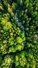 Naklejka premium Verdant forest canopy with winding river