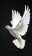 Obraz premium A white dove in flight against a black background (1)