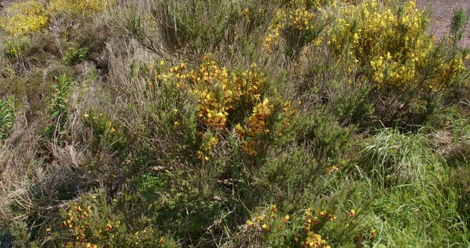 Wide shot of the Cytisus apricot gem shrub in flower at mynydd parys mountain copper mine.