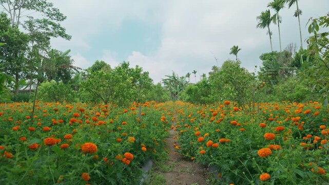 Field of growing bright orange blooming flowers. Tagetes erecta or marigold plantation.