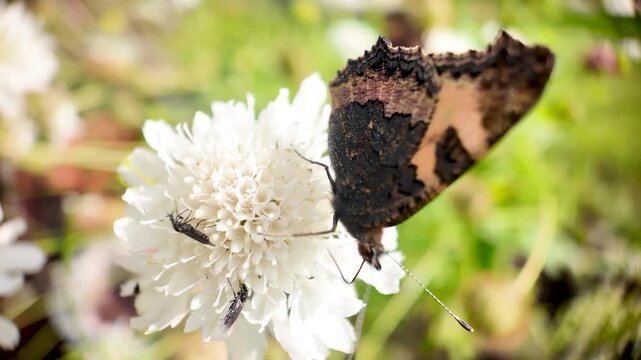 Butterfly feeding on white Scabiosa flower, collecting pollen in a summer garden
