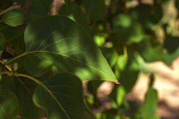 Green leaves in natural sunlight. Cluster of green leaves on branch under sunlight, natural...