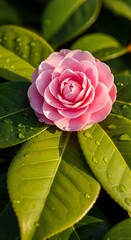 Beautiful Pink Camellia Flower.