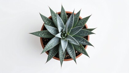 Top-down view of a small succulent plant in a terracotta pot