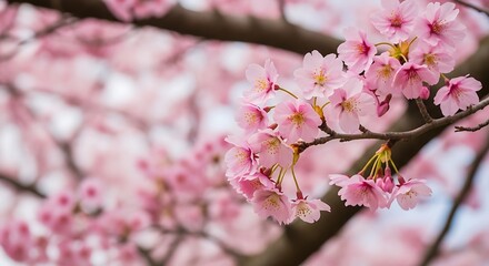 Beautiful Pink Cherry Blossoms in Spring.