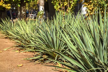 Green Agave Plant. Large agave plant with long green leaves in sunlight.