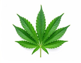 Close-up of vibrant green cannabis leaf