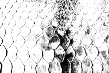 Textured Real Snake Skin Snakeskin Animal Print Transparent Overlay Background