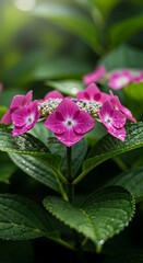 Beautiful Pink Hydrangea Blossoms.