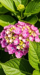 Beautiful Pink Hydrangea Blossoms.