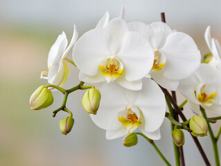 white orchid flowers