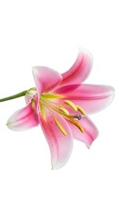 Beautiful Pink Lily Flower.