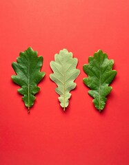 Three oak leaves against a vibrant red backdrop