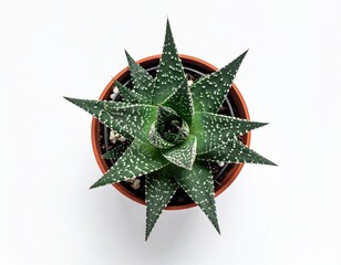 Top-down view of a succulent in a terracotta pot