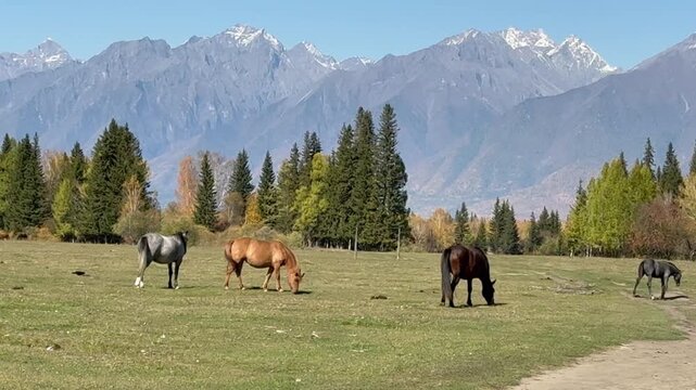 Video of horses grazing in green field. Autumn landscape with yellowed forest and Eastern Sayan Mountains in distance. Siberia, Baikal region, Buryatia, Tunka Valley Nature park