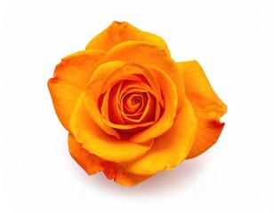 Vibrant orange rose