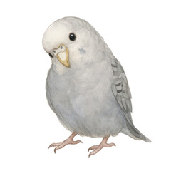 Obraz premium budgerigar in Grey