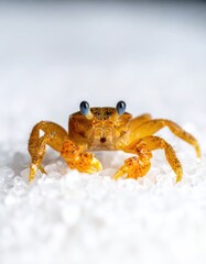 Close-up of a small orange crab on white granular surface