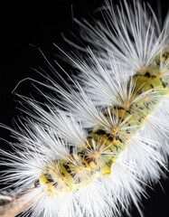 Close-up of a hairy caterpillar