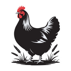 Black Hen Vector Illustration – Farm Chicken with Red Comb and Detailed Feathers