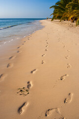 Tropical beach lined with palm trees with footprints in the sand, Île aux Nattes, Madagascar.