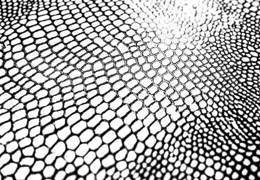 Textured Real Snake Skin Snakeskin Animal Print Transparent Overlay Background