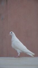 white dove on a branch