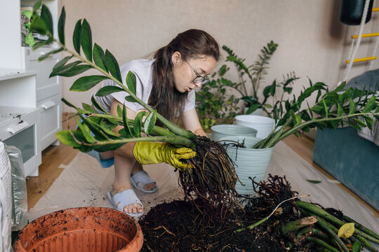 Woman repotting houseplant, lifting root ball in home interior