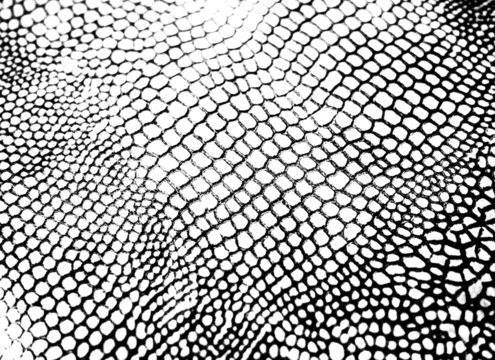 Textured Real Snake Skin Snakeskin Animal Print Transparent Overlay Background - Powered by Adobe