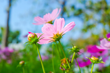 Obraz premium Beautiful pink cosmos flowers blooming in garden,spring season.
