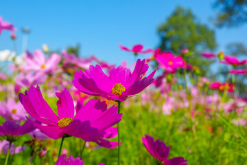 Fototapeta premium Beautiful pink cosmos flowers blooming in garden,spring season.