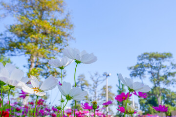Beautiful pink cosmos flowers blooming in garden,spring season.