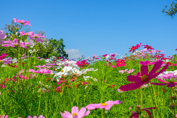 Beautiful pink cosmos flowers blooming in garden,spring season.