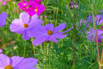 Beautiful pink cosmos flowers blooming in garden,spring season.
